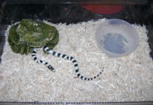 Terrario per serpenti 1174 0 terrario serpente_ok.JPG